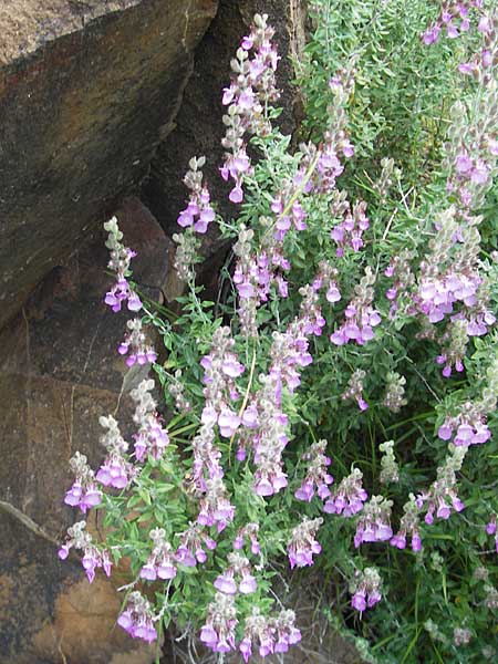 Teucrium marum \ Katzen-Gamander, Amberkraut / Cat Thyme, Korsika/Corsica Porto 28.5.2010