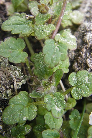 Stachys corsica \ Korsischer Ziest / Corsian Woundwort, Korsika/Corsica Zonza 2.6.2010