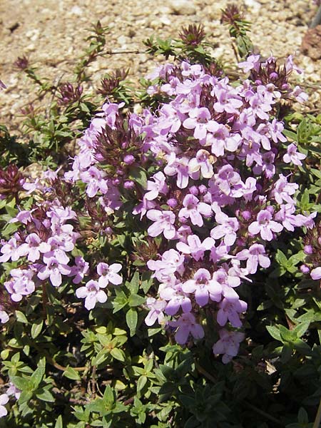 Thymus herba-barona \ Korsischer Thymian, Kmmel-Thymian / Caraway Thyme, Korsika/Corsica L'Ile-Rousse 24.5.2010