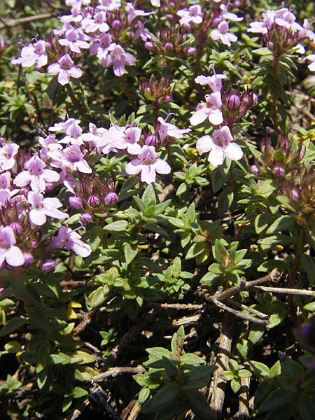 Thymus herba-barona \ Korsischer Thymian, Kümmel-Thymian / Caraway Thyme, Korsika/Corsica L'Ile-Rousse 24.5.2010
