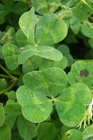 Trifolium incarnatum subsp. molinerii / Long-Headed Clover, Corsica Zonza 2.6.2010