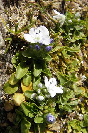 Veronica repens \ Kriechender Ehrenpreis / Creeping Speedwell, Korsika/Corsica Restonica 26.5.2010