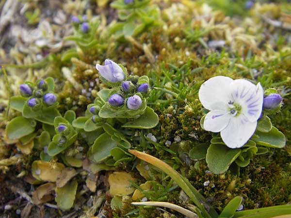 Veronica repens \ Kriechender Ehrenpreis / Creeping Speedwell, Korsika/Corsica Restonica 26.5.2010