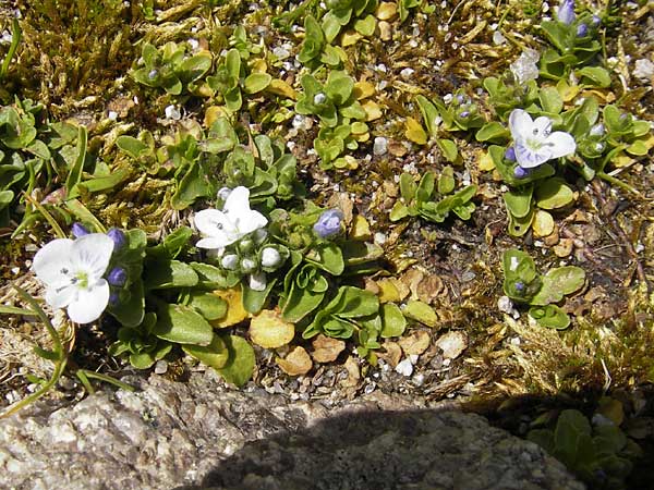 Veronica repens \ Kriechender Ehrenpreis / Creeping Speedwell, Korsika/Corsica Restonica 26.5.2010