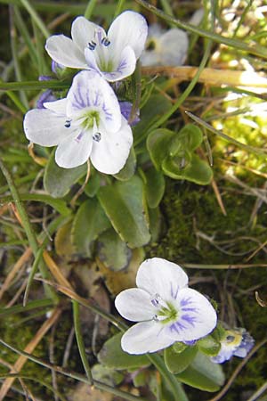 Veronica repens \ Kriechender Ehrenpreis / Creeping Speedwell, Korsika/Corsica Restonica 26.5.2010