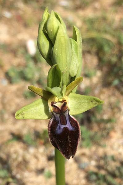 Ophrys forestieri x incubacea, Korsika,   27.3.2016 (Photo: Thomas Vallotton)