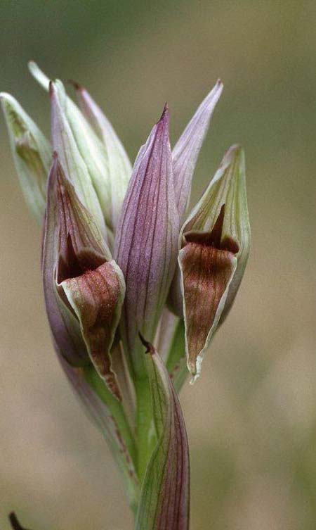 Serapias nurrica \ Nurra-Zungenständel / La Nurra Serapias, Korsika/Corsica,  Suartone 18.4.2001 (Photo: Helmut Presser)