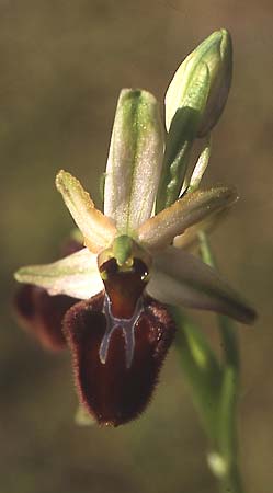 Ophrys panormitana subsp. praecox \ Frühblühende Spinnen-Ragwurz, Korsika,  Bonifacio 7.4.2002 (Photo: Helmut Presser)