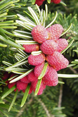 Abies cephalonica \ Griechische Tanne, Kreta Mesa Lasithi 7.4.2015