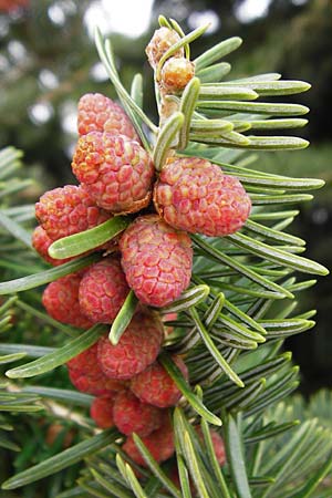 Abies cephalonica \ Griechische Tanne, Kreta Mesa Lasithi 7.4.2015