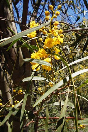 Acacia retinodes \ Immerblhende Akazie / Water Wattle, Kreta/Crete Kato Arhanes 1.4.2015