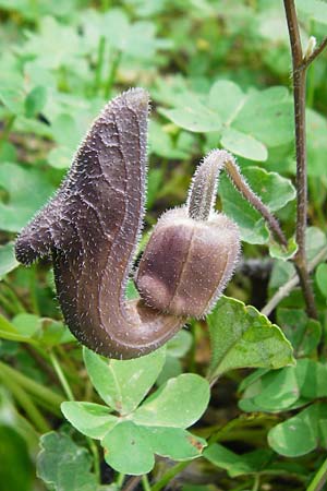 Aristolochia cretica \ Kretische Osterluzei / Cretan Birthwort, Kreta/Crete Preveli Strand/Beach 3.4.2015