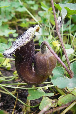 Aristolochia cretica \ Kretische Osterluzei / Cretan Birthwort, Kreta/Crete Preveli Strand/Beach 3.4.2015