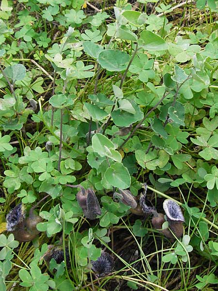 Aristolochia cretica \ Kretische Osterluzei, Kreta Preveli Strand 3.4.2015