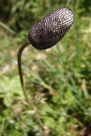 Anemone coronaria \ Kronen-Anemone, Kreta Armeni 7.4.2015