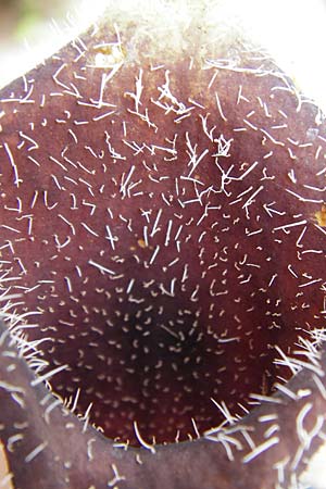 Aristolochia cretica \ Kretische Osterluzei / Cretan Birthwort, Kreta/Crete Zakros - Schlucht / Gorge 8.4.2015