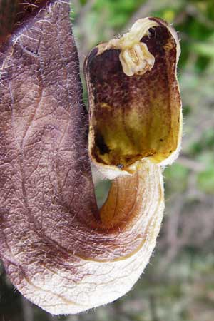 Aristolochia cretica \ Kretische Osterluzei, Kreta Zakros - Schlucht 8.4.2015