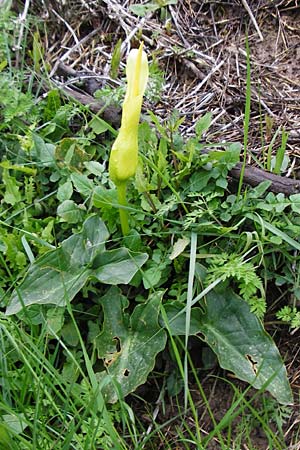 Arum creticum \ Kretischer Aronstab / Cretan Arum, Kreta/Crete Thripti 10.4.2015