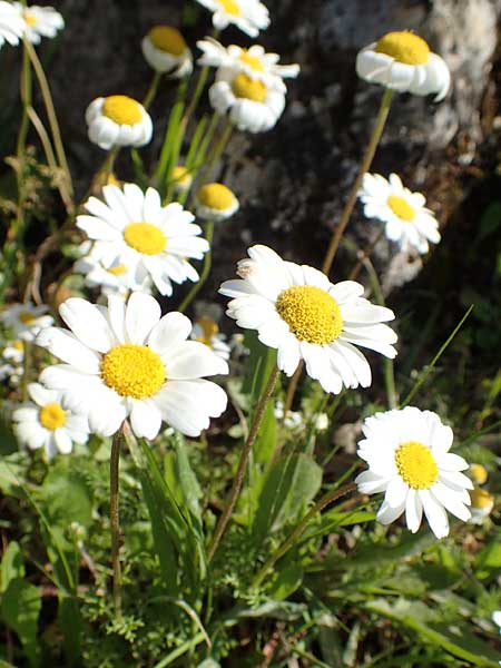 Anthemis chia \ Chios-Hundskamille / Chios Chamomile, Kreta/Crete Arhanes, Jouhtas 30.3.2015