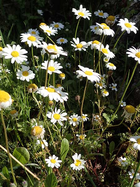 Anthemis chia \ Chios-Hundskamille / Chios Chamomile, Kreta/Crete Arhanes, Jouhtas 30.3.2015