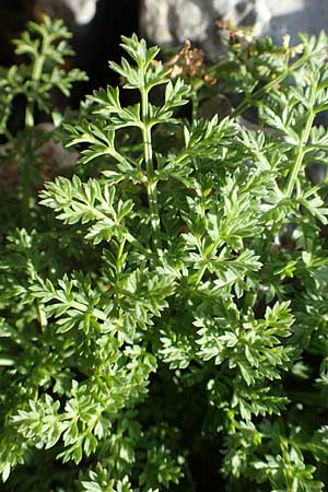 Anthemis chia \ Chios-Hundskamille, Kreta Arhanes, Jouhtas 30.3.2015