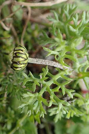 Anthemis chia \ Chios-Hundskamille / Chios Chamomile, Kreta/Crete Arhanes, Jouhtas 30.3.2015