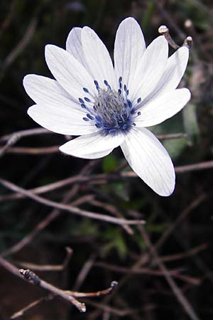 Anemone hortensis subsp. heldreichii \ Heldreichs Anemone / Heldreich's Anemone, Kreta/Crete Arhanes, Jouhtas 30.3.2015