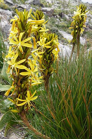 Asphodeline lutea / Yellow Asphodel, Crete Preveli 3.4.2015