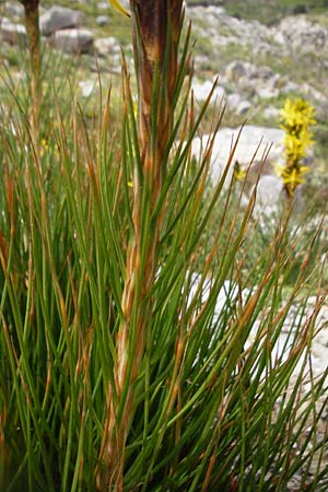 Asphodeline lutea / Yellow Asphodel, Crete Preveli 3.4.2015