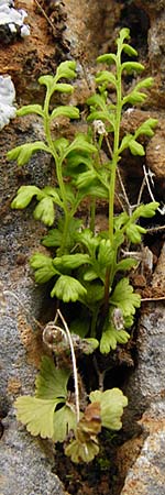 Anogramma leptophylla \ Dnnblttriger Nacktfarn / Jersey Fern, Kreta/Crete Aradena - Schlucht / Gorge 4.4.2015