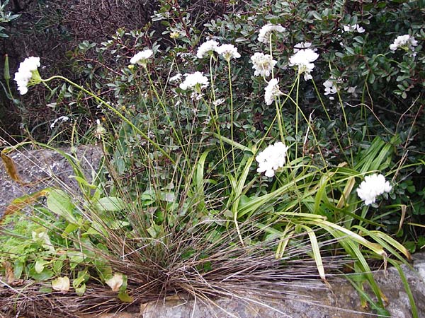 Allium longanum \ Longas Lauch, Kreta Vai 9.4.2015