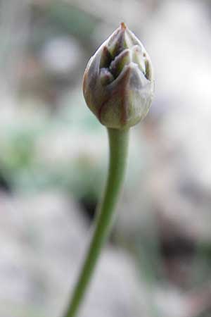 Allium rubrovittatum \ Rotgestreifter Lauch / Red-Striped Garlic, Kreta/Crete Moni Kapsa 10.4.2015