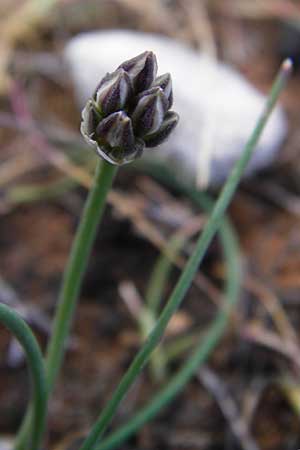 Allium rubrovittatum \ Rotgestreifter Lauch / Red-Striped Garlic, Kreta/Crete Moni Kapsa 10.4.2015