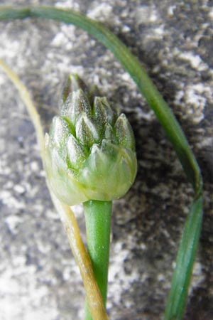 Allium rubrovittatum \ Rotgestreifter Lauch / Red-Striped Garlic, Kreta/Crete Moni Kapsa 14.4.2015
