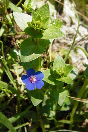 Lysimachia loeflingii \ Acker-Gauchheil / Scarlet Pimpernel, Kreta/Crete Kato Arhanes 1.4.2015