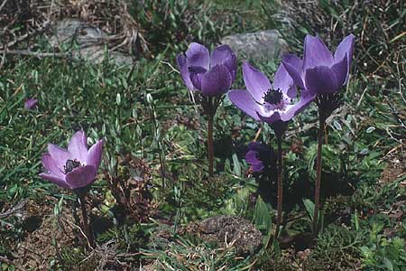 Anemone coronaria \ Kronen-Anemone / Poppy Anemone, Crown Anemone, Kreta/Crete Mallia 6.4.1990