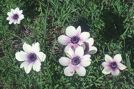 Anemone coronaria \ Kronen-Anemone, Kreta Knossos 31.12.1998