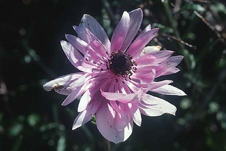 Anemone coronaria \ Kronen-Anemone / Poppy Anemone, Crown Anemone, Kreta/Crete Phaistos 15.2.2002