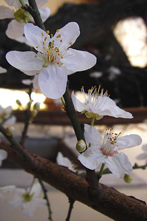 Prunus armeniaca \ Aprikose, Marille / Abricot, Kreta/Crete Arhanes 30.3.2015
