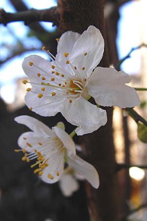 Prunus armeniaca \ Aprikose, Marille / Abricot, Kreta/Crete Arhanes 30.3.2015