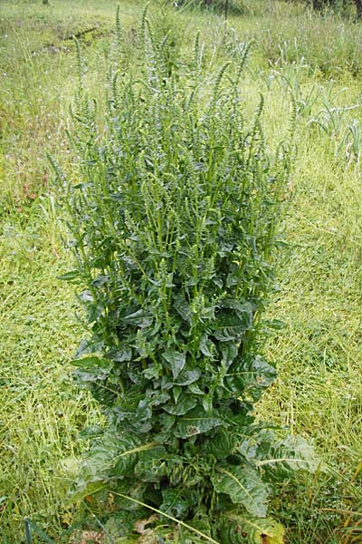 Spinacia oleracea \ Spinat / Spinach, Kreta/Crete Kato Zakros 8.4.2015