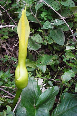 Arum creticum \ Kretischer Aronstab / Cretan Arum, Kreta/Crete Kotsifou - Schlucht / Gorge 2.4.2015