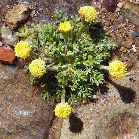 Anthemis rigida \ Steife Hundskamille / Rayless Chamomile, Kreta/Crete Moni Toplou 9.4.2015