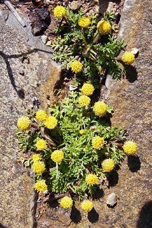 Anthemis rigida \ Steife Hundskamille / Rayless Chamomile, Kreta/Crete Moni Toplou 9.4.2015