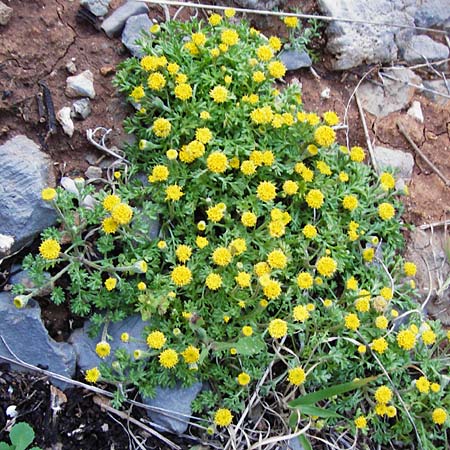 Anthemis rigida \ Steife Hundskamille, Kreta Moni Kapsa 10.4.2015