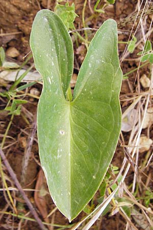 Arisarum vulgare \ Krummstab / Friar's Cowl, Kreta/Crete Knossos 31.3.2015