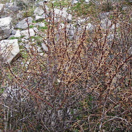 Berberis cretica \ Kretische Berberitze / Cretan Barberry, Kreta/Crete Ideon Andron 2.4.2015