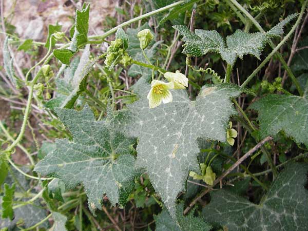 Bryonia cretica \ Zweihusige Zaunrbe / Cretan Bryony, Kreta/Crete Zakros - Schlucht / Gorge 8.4.2015