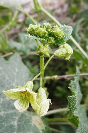 Bryonia cretica \ Zweihusige Zaunrbe / Cretan Bryony, Kreta/Crete Zakros - Schlucht / Gorge 8.4.2015