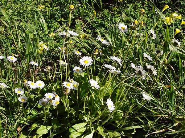 Bellis perennis \ Gnseblmchen, Tausendschn / Common Daisy, Kreta/Crete Agios Vasilios 1.4.2015